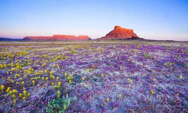 美国犹他州沙漠的罕见花海--阿里百秀