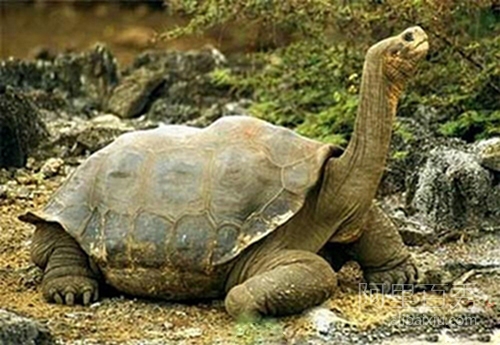 世界超大型又长寿的乌龟——象龟--阿里百秀